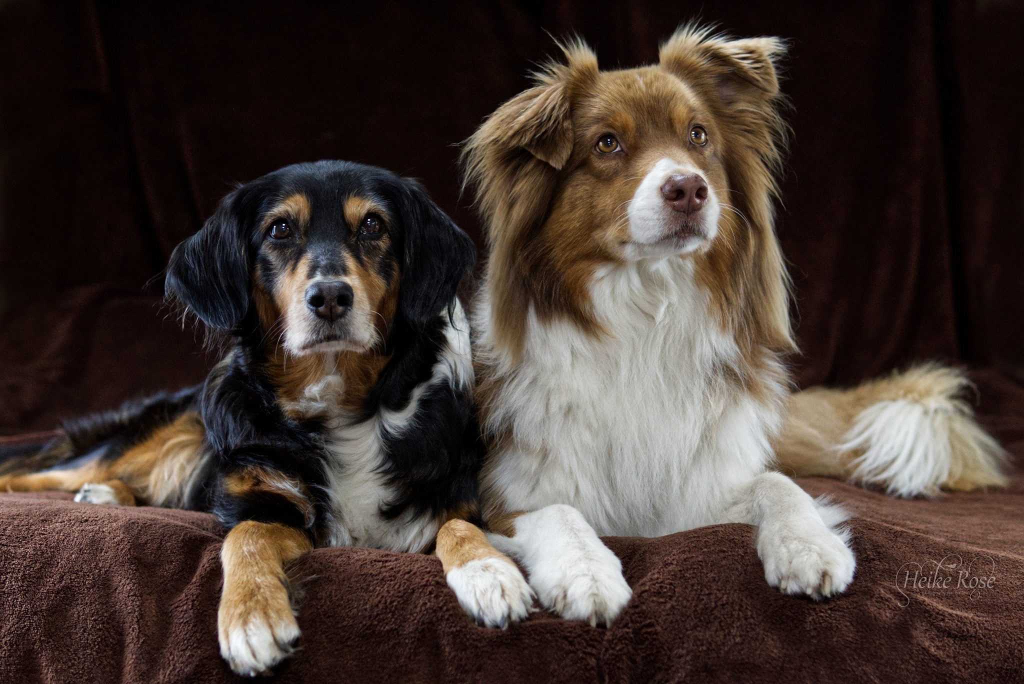 Are Australian Shepherds Good Backpacking Dogs? - LuxuryTravelDiva