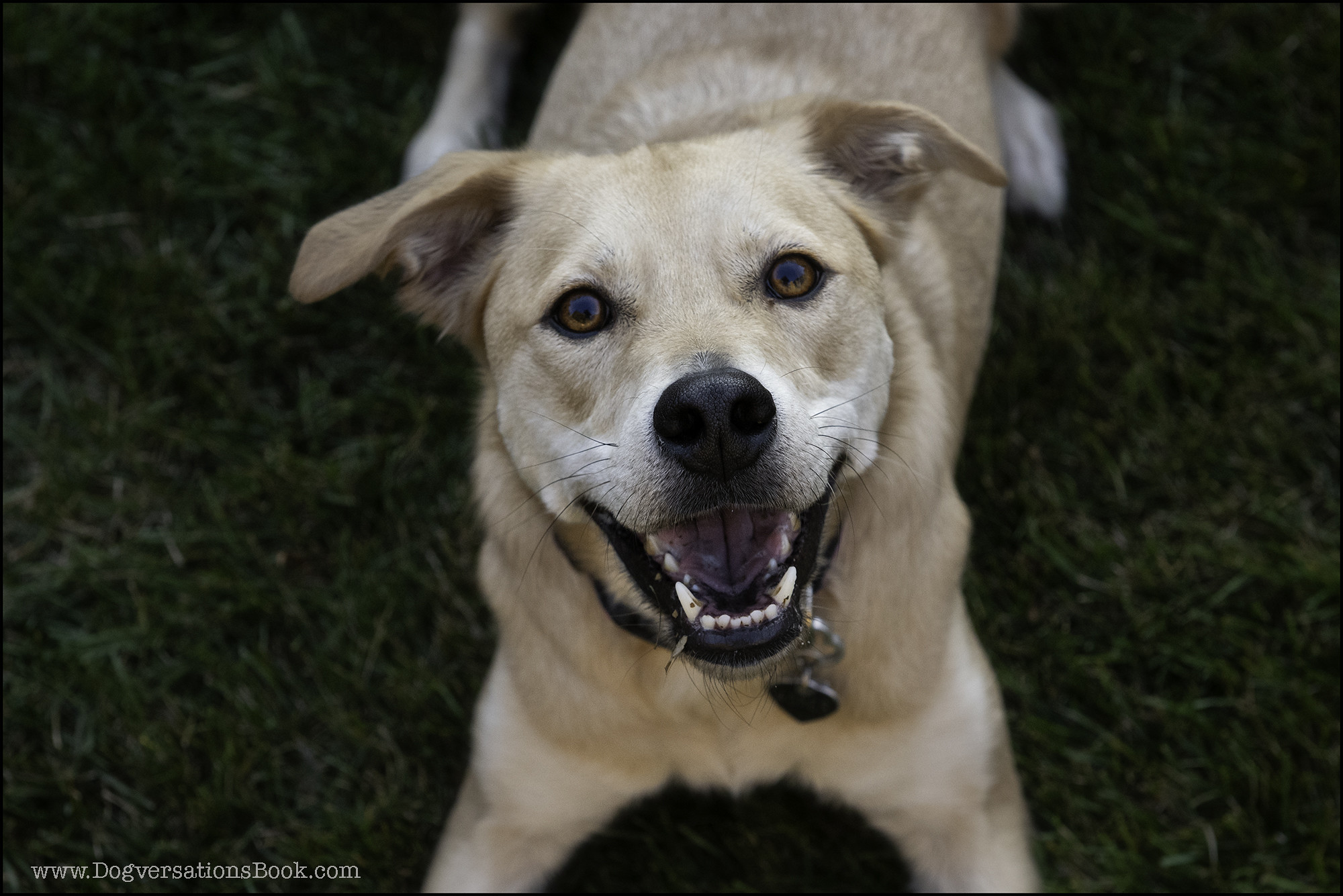 Where Do Dogs Poop on a Cruise Ship? LuxuryTravelDiva